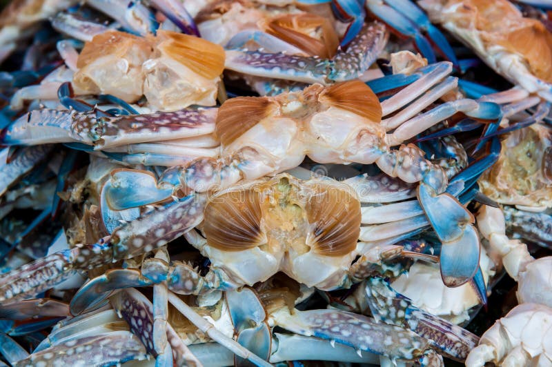 Horse crab stock photo. Image of livefish, food, crustacea 29453902