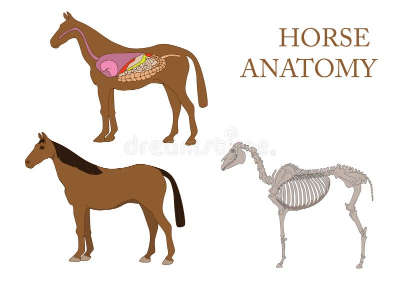 Horse Anatomy Heart Stock Illustrations 118 Horse Anatomy Heart Stock