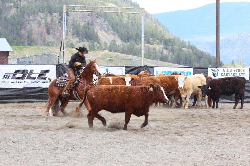 Cutting Horse Show editorial stock photo. Image of livestock 26966653