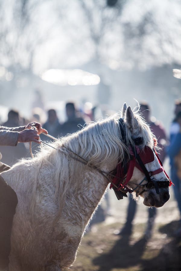 Horse with decorated reins stock photo. Image of mane 133545442