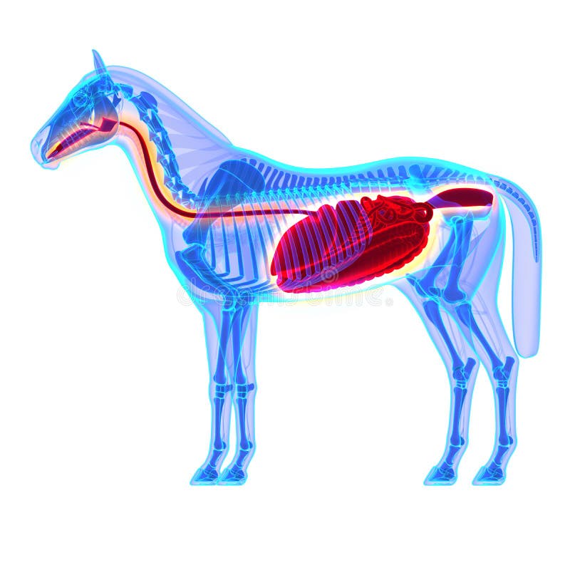Horse Digestive System - Horse Equus Anatomy - isolated on white