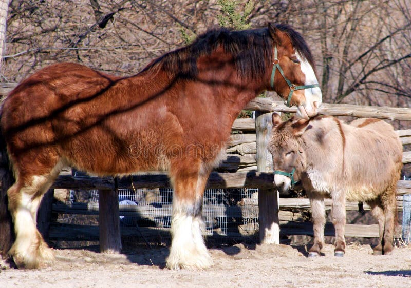 Horse and Donkey stock image. Image of barn, farming, donkey 559037