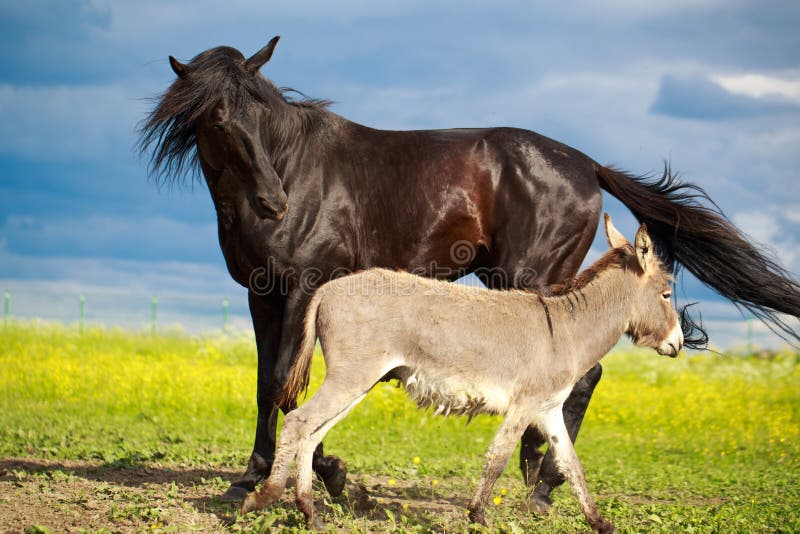 Horse and donkey stock photo. Image of field, play, nature 31958988