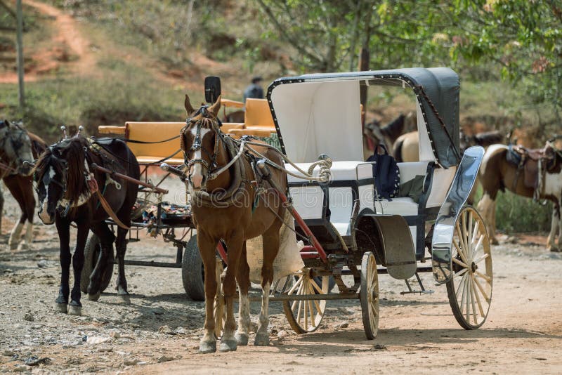 Horse-drawn carriage. A horse with a carriage standing in the countryside. stock images Horse-drawn carriage. A horse with a carriage standing in the countryside. stock images
