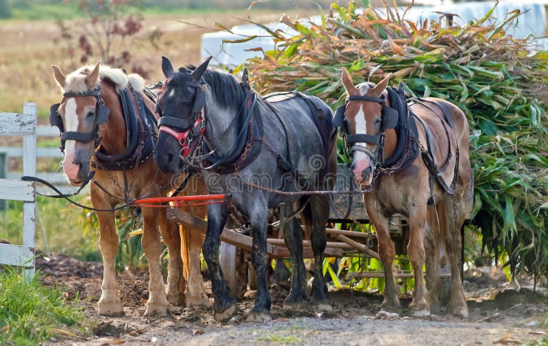 Horse Drawn Wagon Harvesting Corn Stock Image Image of horses, stalks