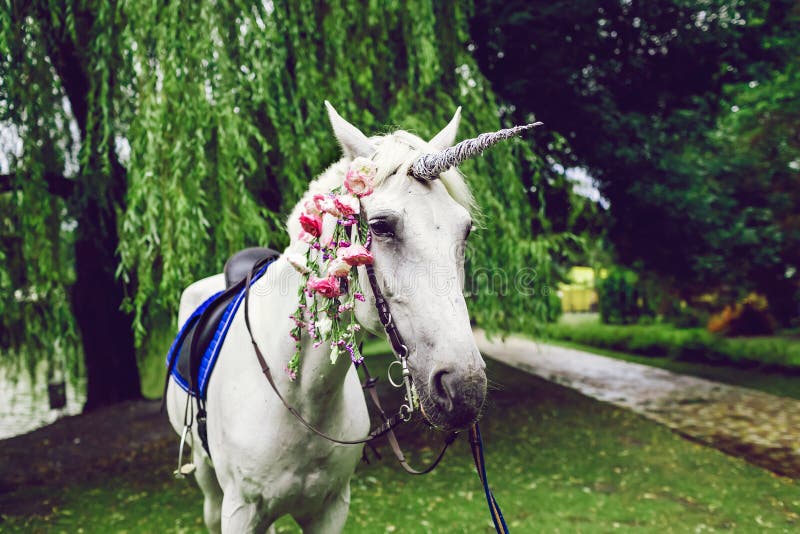 White horse dressed as a unicorn with the horn. Ideas for photoshoot. Wedding. Party. Outdoor