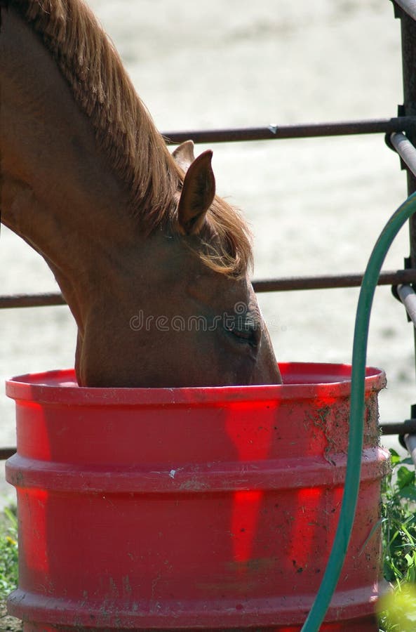 Horse Drinking stock photo. Image of drinking, water, equine 2693798