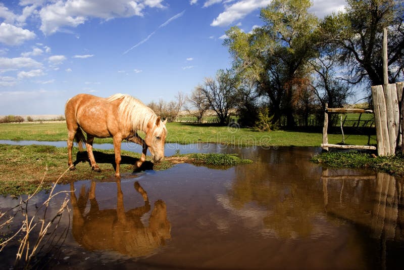 Horse drinking from pond