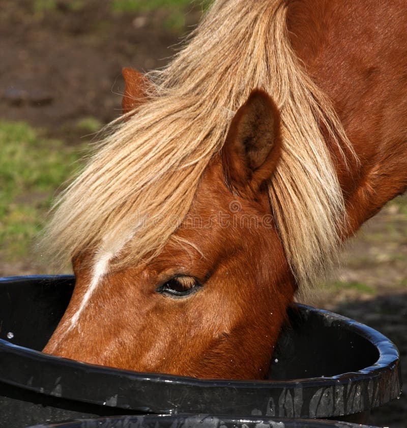 Horse drink