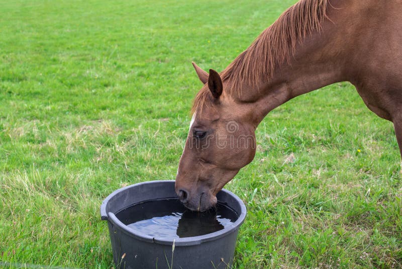 Arabian Horse Drinking From A Water Stock Photo Image of mane, attentive 35058790