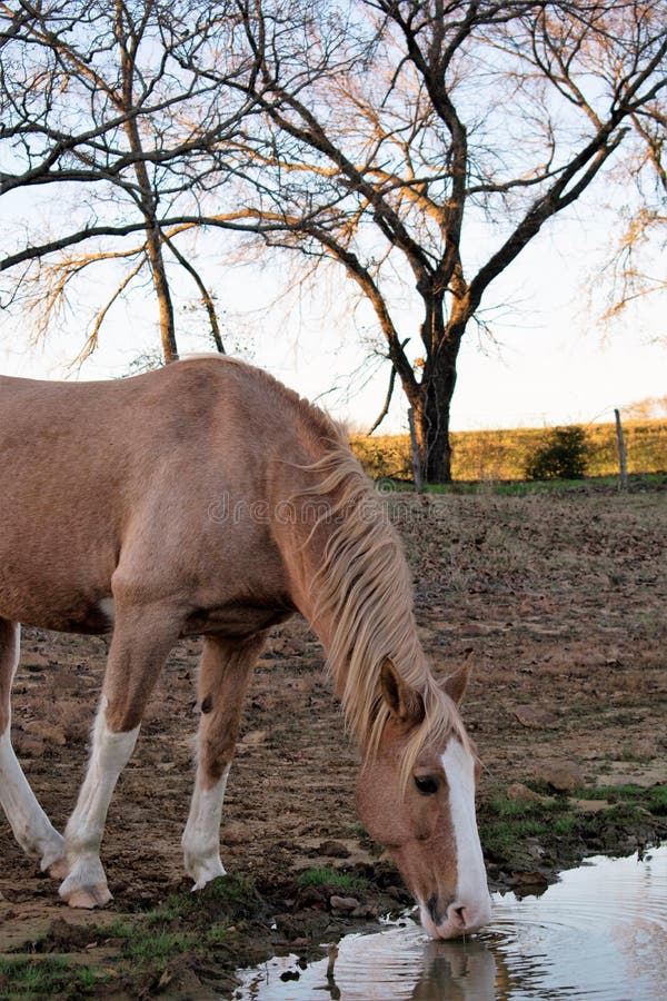 Arabian Horse Drinking From A Water Stock Photo Image of mane, attentive 35058790