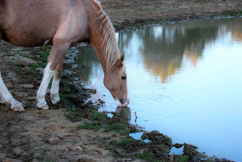 Horse Drinking Water Close Up Stock Image Image of equestrian