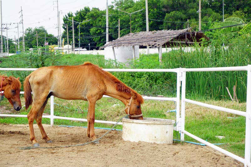 Arabian Horse Drinking From A Water Stock Photo Image of mane