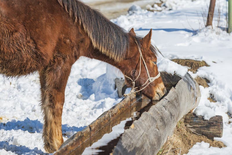 Horse Drinking Water from a Trough on a Cold Winter Day Stock Image