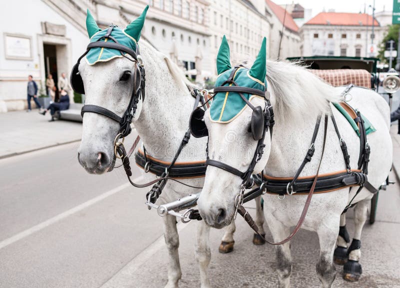 Horse-driven carriage at street in Vienna, Austria. tradition medieval stock photo Horse-driven carriage at street in Vienna, Austria. tradition medieval stock photo