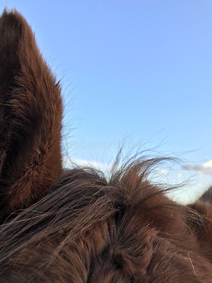 Horse ears stock image. Image of ears, horses, horse 86710915