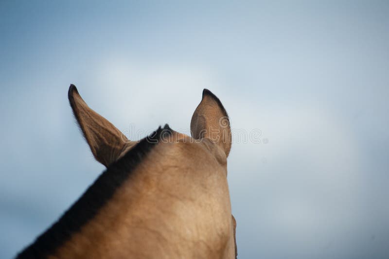 Horse with Ears Pinned Back Stock Photo Image of farm, mane 71763254