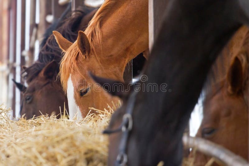 Horse eat in farm stock photo. Image of equestrian, equine 67994040