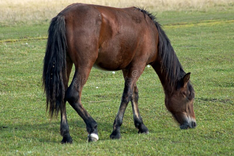 Un cavallo mangiare erba.