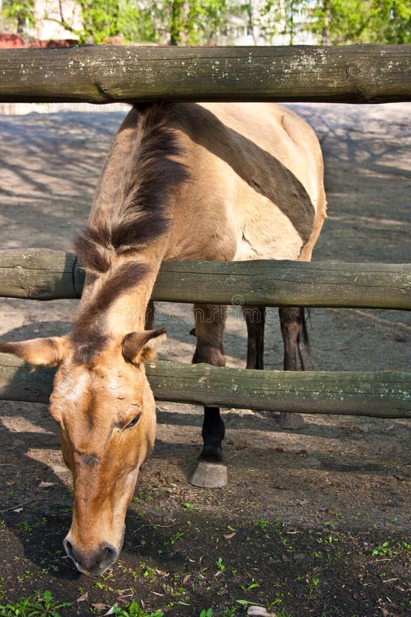 Horse eat grass stock photo. Image of black, head, tail 24614176
