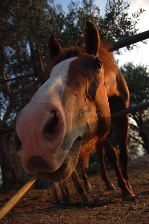 A horse eating. stock image. Image of funny, legs, saddle 1240701