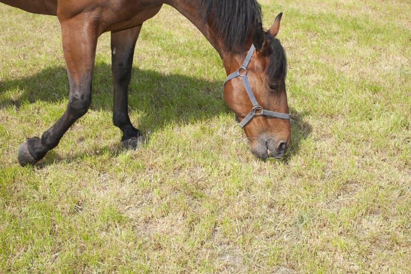 Horse is eating stock photo. Image of animal, europe 18626642