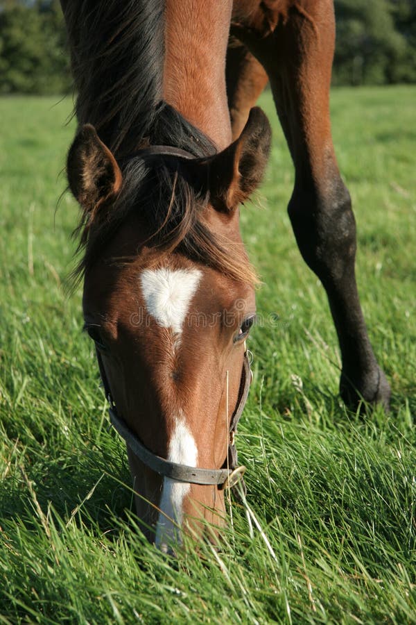 Horse eating royalty free stock photo