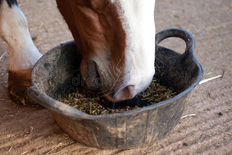 Horse eating feed from a bucket