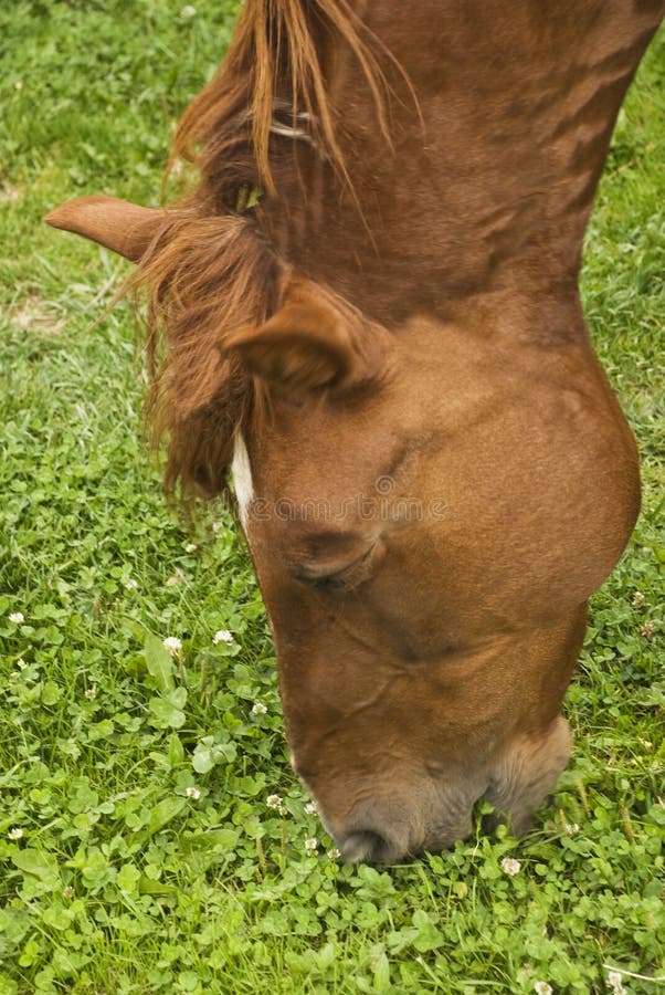 Funny horse stock photo. Image of close, funny, horse 4291324