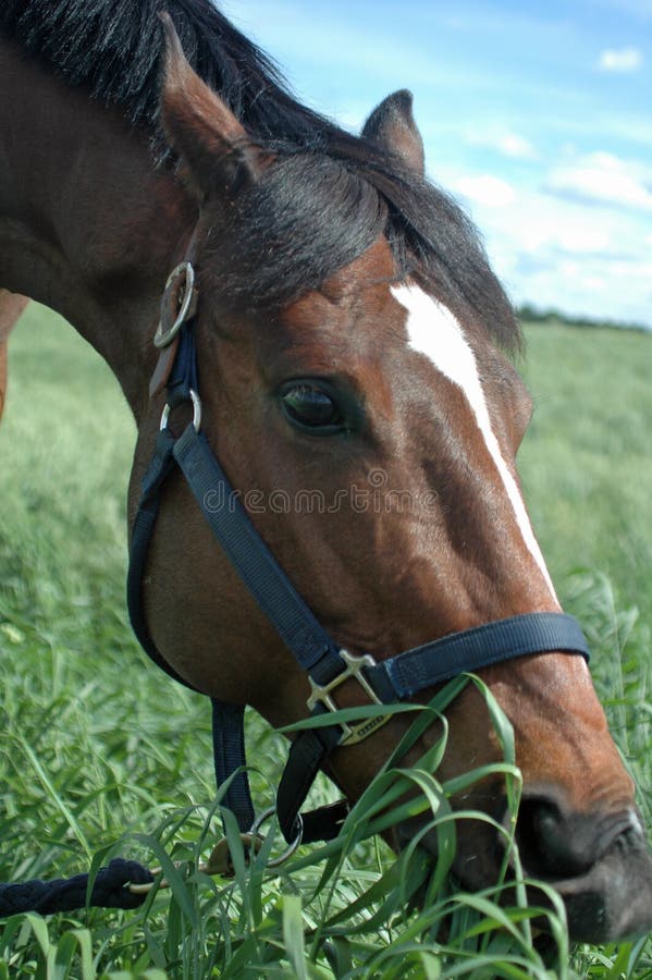 Horse Eating Grass