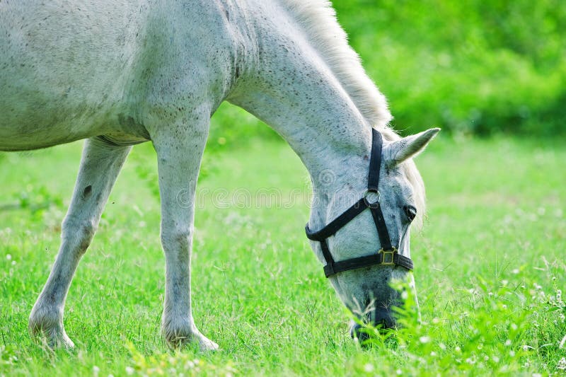 Horse s mouth stock photo. Image of horses, outdoors, teeth 8196442