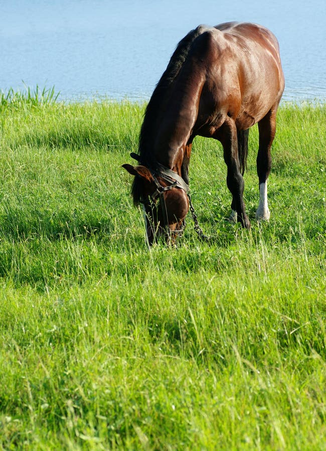 Horse Eating Grass