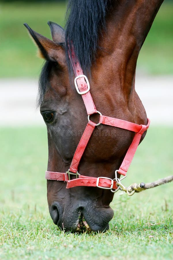 Muzzle of Grey Stallion with White Mark Close Up Stock Photo Image of