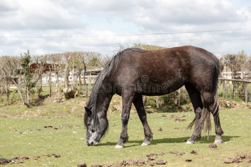 Horse eating grass stock photo. Image of nature, beautiful 80859722