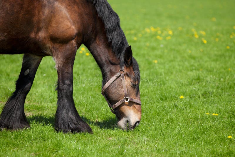 Horse eating grass on a field