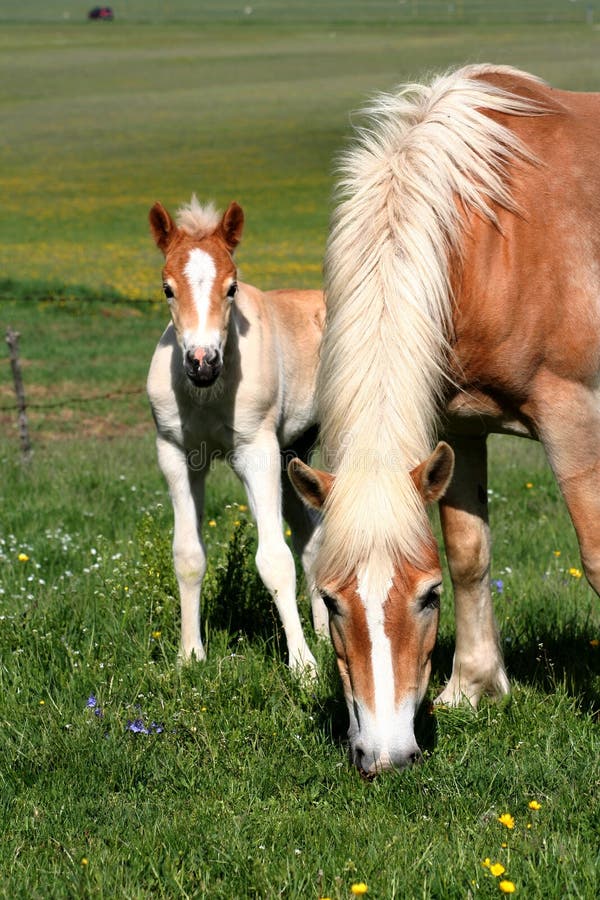 Horse eating grass and foal