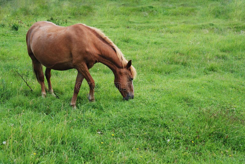 Horse Eating Grass on a Green Meadow Stock Image Image of brown, meadow 56677563
