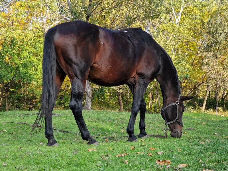 Horse Eating Grass on the Lawn in the Forest Artiodactyls Stock Image