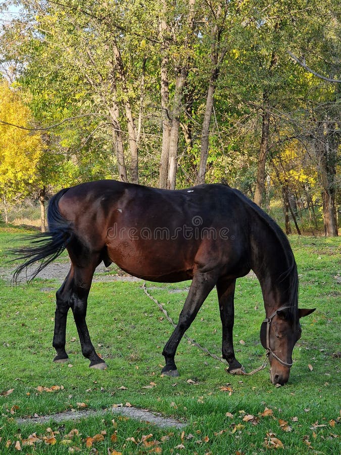Horse Eating Grass on the Lawn in the Forest Artiodactyls Stock Photo