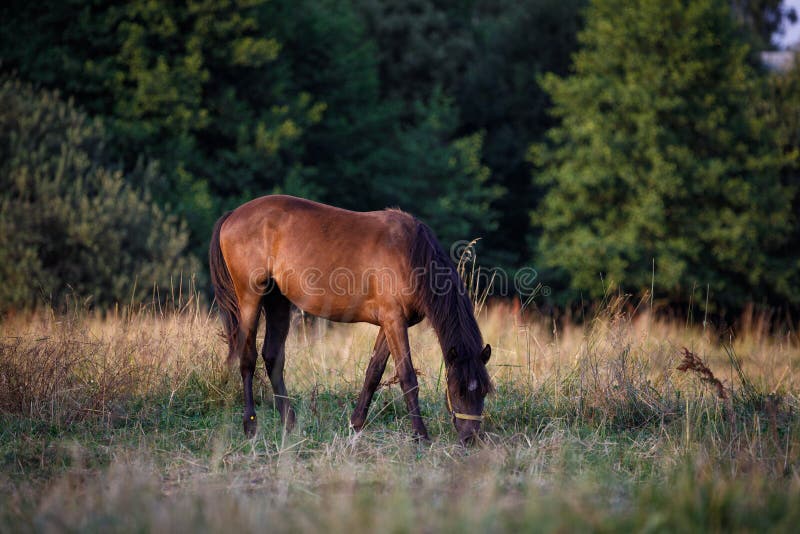 Horse eating grass on a leash in green meadow in the evening