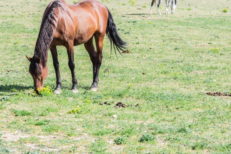 Horse eating in a meadow stock photo. Image of europe 147767556