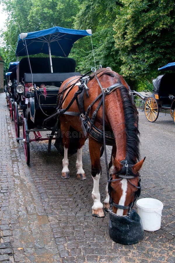 Horse eating oats stock image. Image of carriage, brugge 9139999
