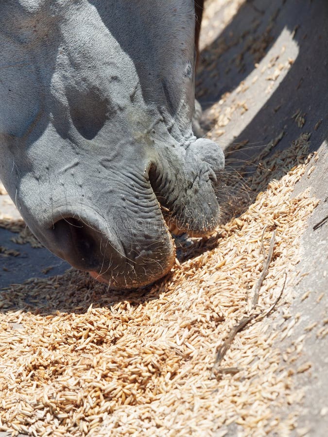 Horse Eating Oats Stock Photos Free & RoyaltyFree Stock Photos from