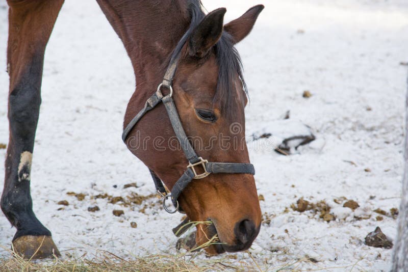 Horse eats stock photo. Image of horse, brown, artiodactyls 49592886