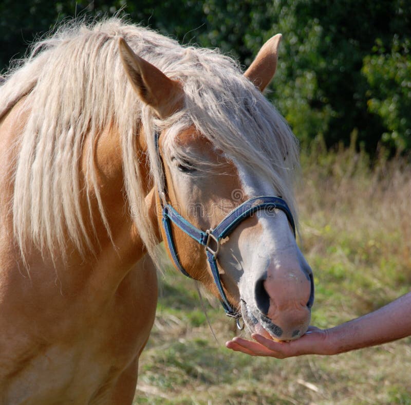 Hand touching horse head stock photo. Image of farm, sport 7750892