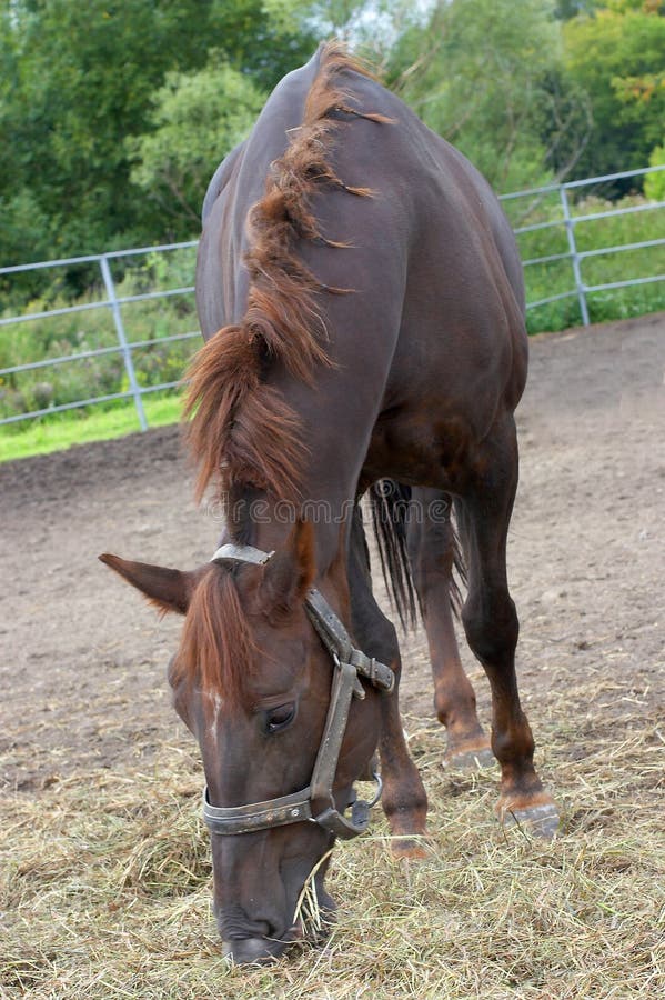 Horse eats oats stock image. Image of beautiful, moving 10597369