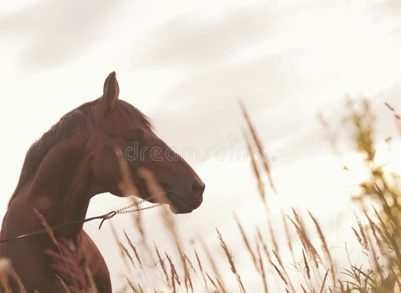 Horse at evening sky art toned