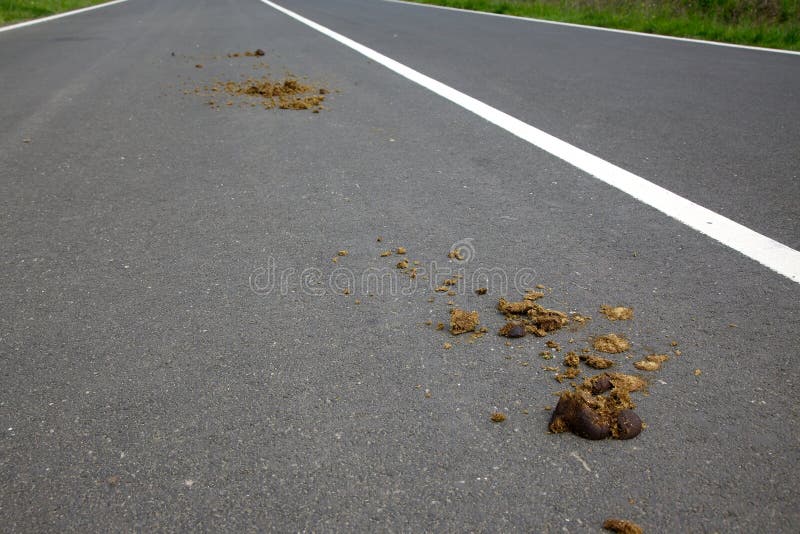 Horse Excrement stock photo. Image of rural, manure, brown 31343384