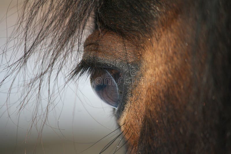 Horse eye stock image. Image of animal, soft, mammal, iris 83725