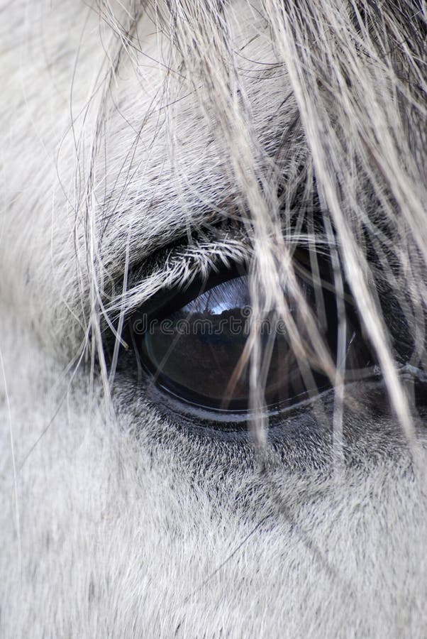 Horse eye